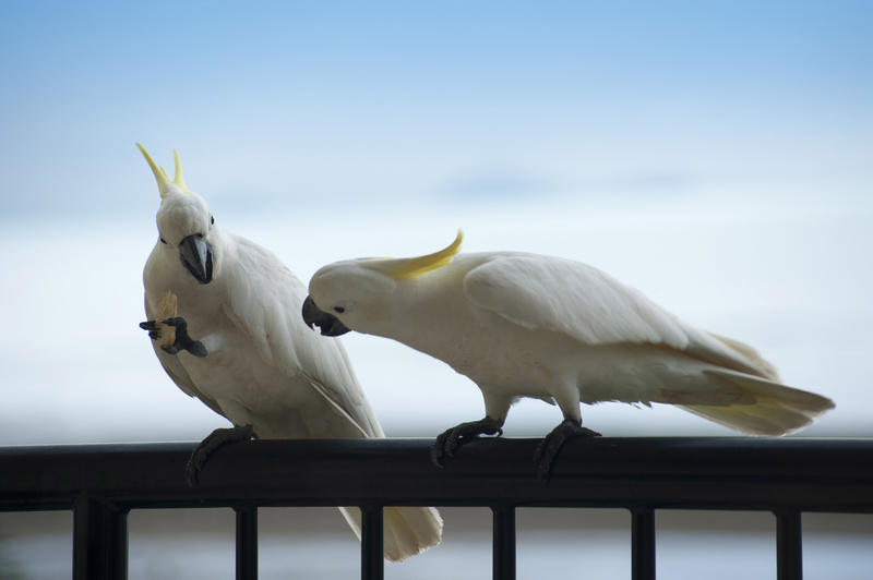 a pair of sulphur crested cockatoos, one looking enviously at the cracker then other one is eating 